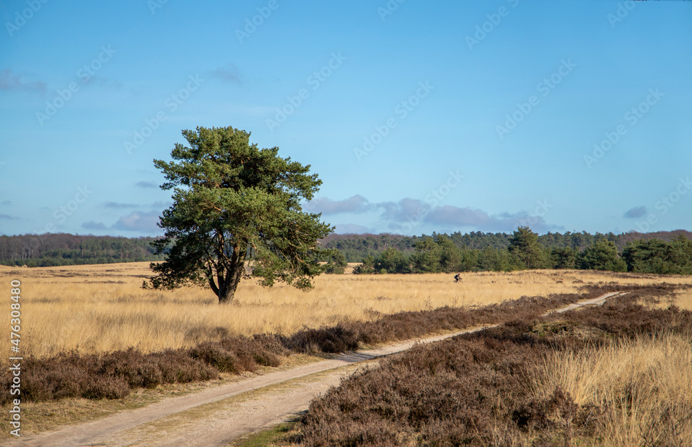 Single tree on a meadow