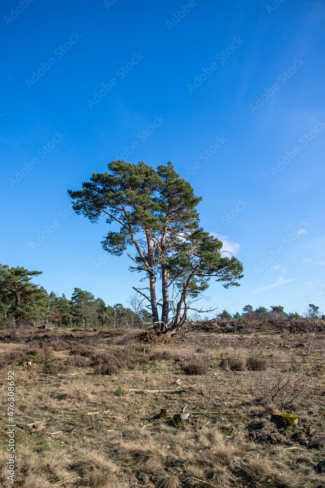 Single tree on a meadow Single tree on a meadow
