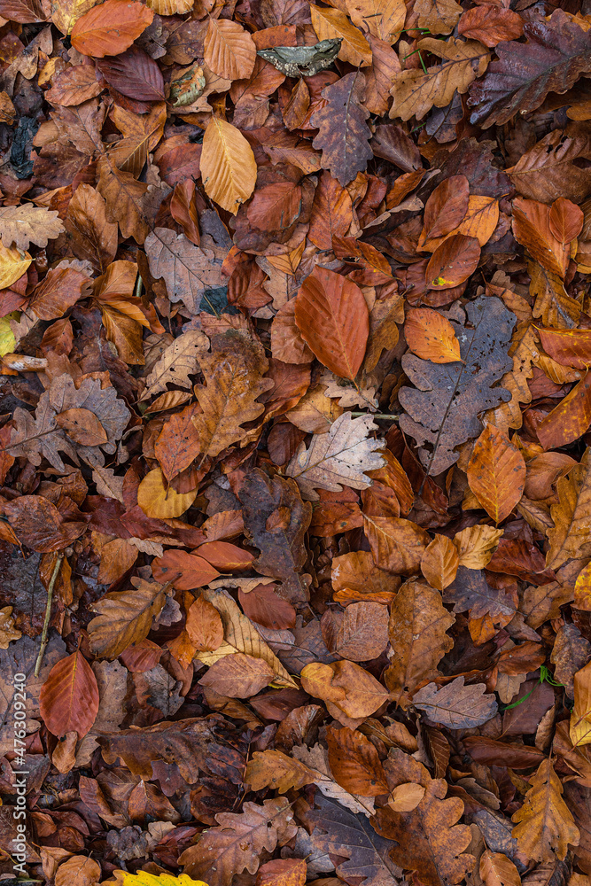 Ein Wald in Herbstfarben Ein Wald in Herbstfarben