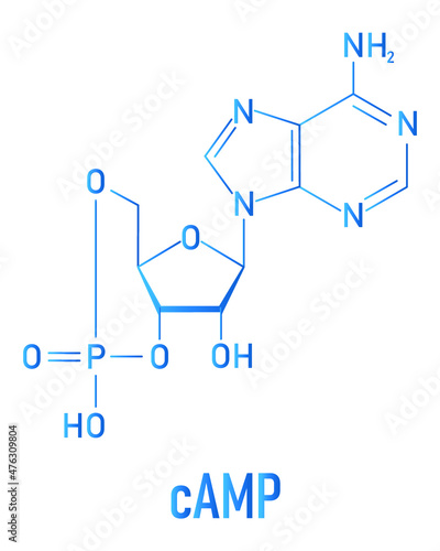 Cyclic adenosine monophosphate or cAMP second messenger molecule. Plays role in intracellular signal transduction. Skeletal formula. photo