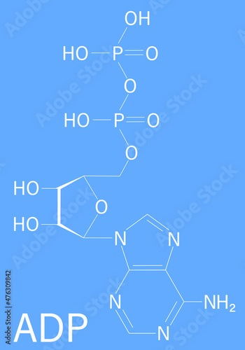 Adenosine diphosphate or ADP molecule. Plays essential role in energy use and storage in the cell. Skeletal formula.