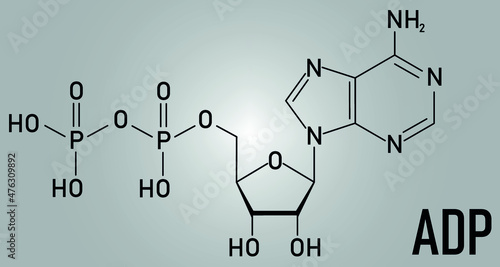 Adenosine diphosphate or ADP molecule. Plays essential role in energy use and storage in the cell. Skeletal formula.