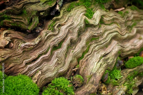 light old wood texture with moss inclusions close up
