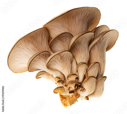 Oyster mushrooms - Pleurotus ostreatus isolated on a white background