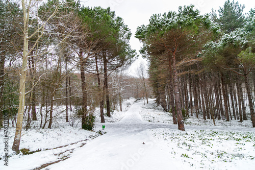 Winter Landscape in Ataturk Arboretum, Istanbul, Turkey. 
Winter forest covered with snow. New Year`s landscape. Fabulous trees in snowdrifts. Dramatic wintry scene