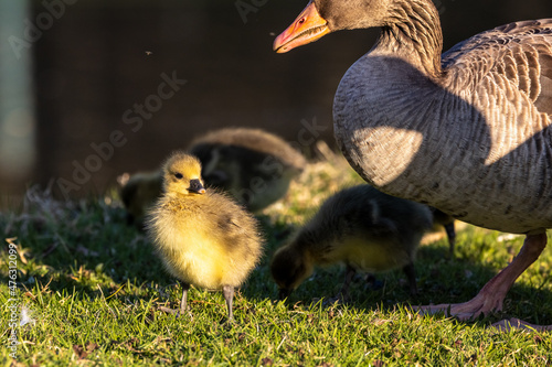 Family of greylag geese, Anser anser with small babies. © rudiernst