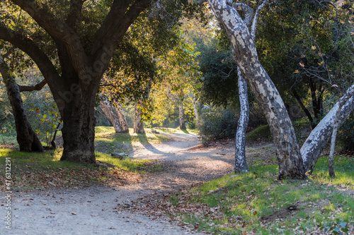 Forest path through Sycamor...