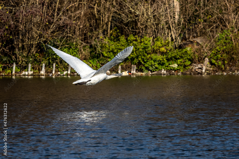 Mute swan, Cygnus olor swimming on a lake Mute swan, Cygnus olor swimming on a lake