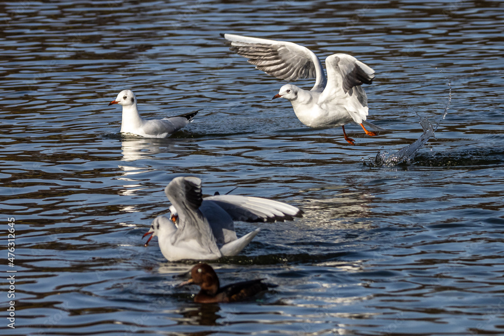 Fototapeta premium The European Herring Gull, Larus argentatus is a large gull
