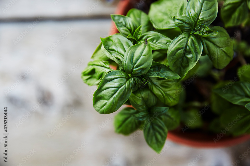 Overhead image of a basil plant in a clay pot Overhead image of a basil plant in a clay pot