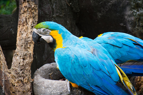 Parrots - Equador