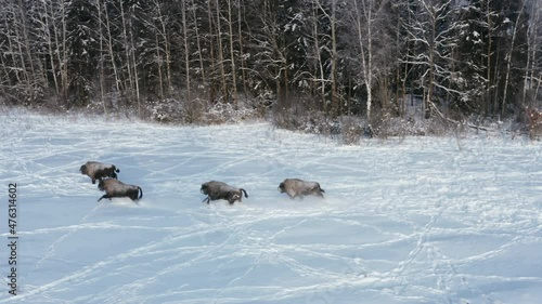 Flying over a herd of European bison in the wild in winter. Wild animals move through the snow