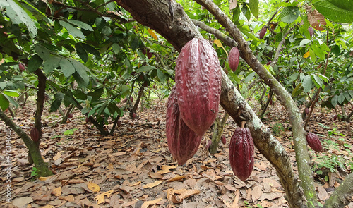 Kakaobaum Costa Rica photo