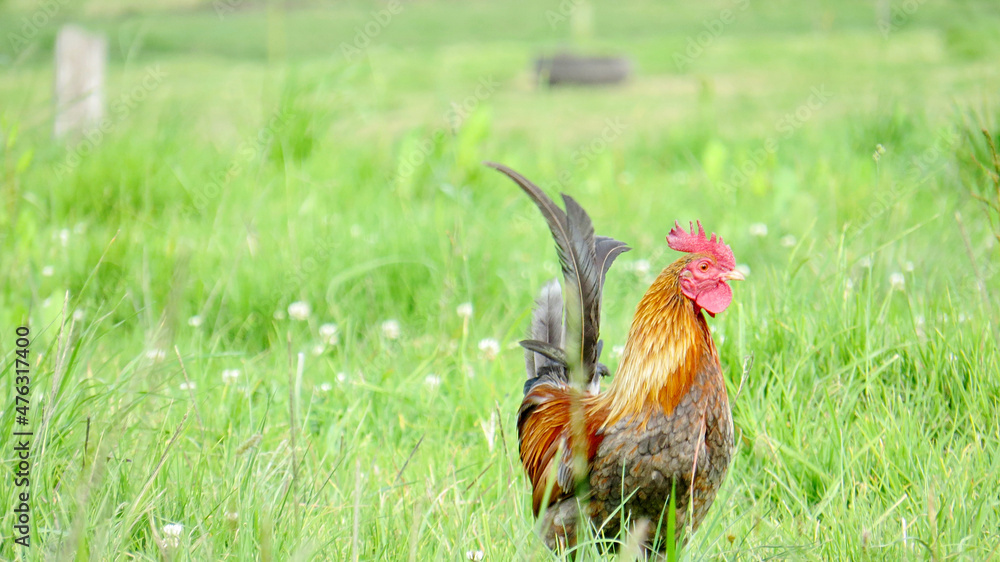 Fototapeta premium rooster in the grass