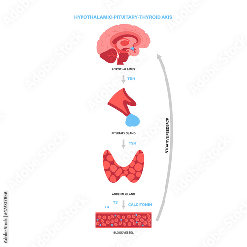 Thyroid hormones diagram photo