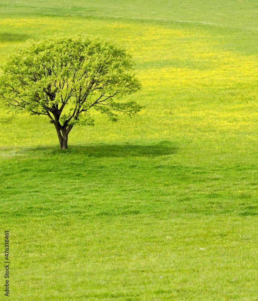 Fototapeta premium tree in the field