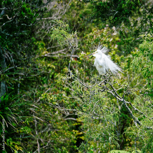 Bad hair day. A white heron in breeding plumage at Waitangiroto Nature Reserve, New Zealand. photo