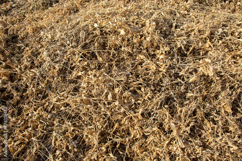 Background. Autumn. Parched vegetation