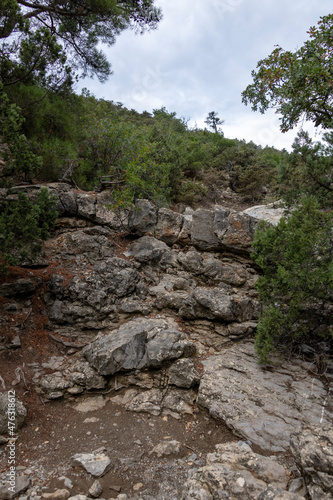 Natural reserve juniper grove on the Crimean peninsula, beautiful landscape with coniferous trees and mountains, the concept of tourism and travel