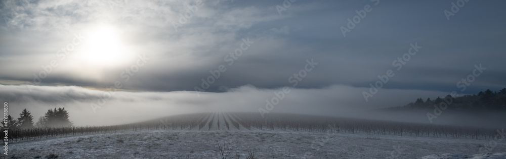 A hilltop view of an Oregon vineyard in winter, dusted with snow and softened with fog in morning light.