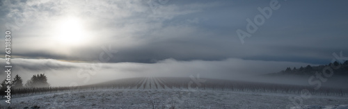 Fotografie, Obraz A hilltop view of an Oregon vineyard in winter, dusted with snow and softened with fog in morning light