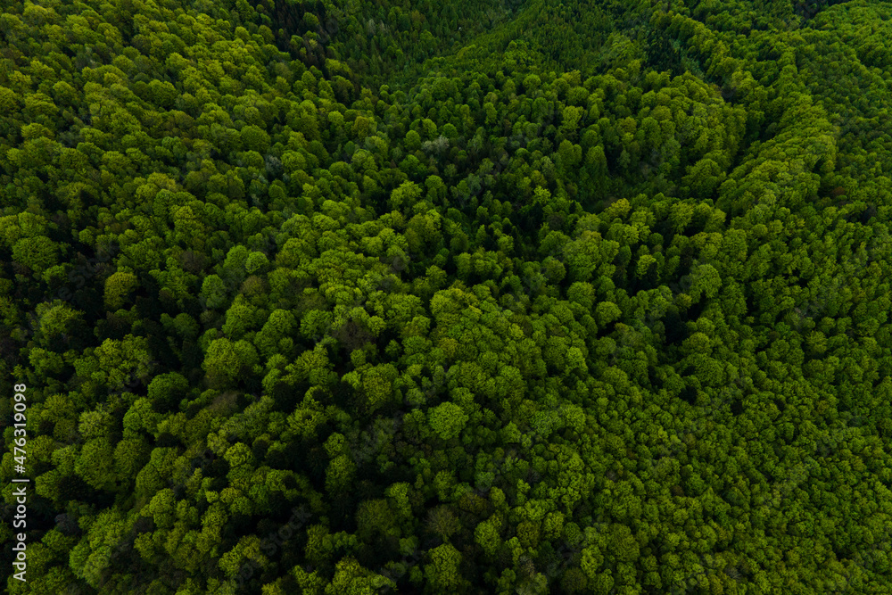 Aerial view of dark mixed pine and lush forest with green trees canopies