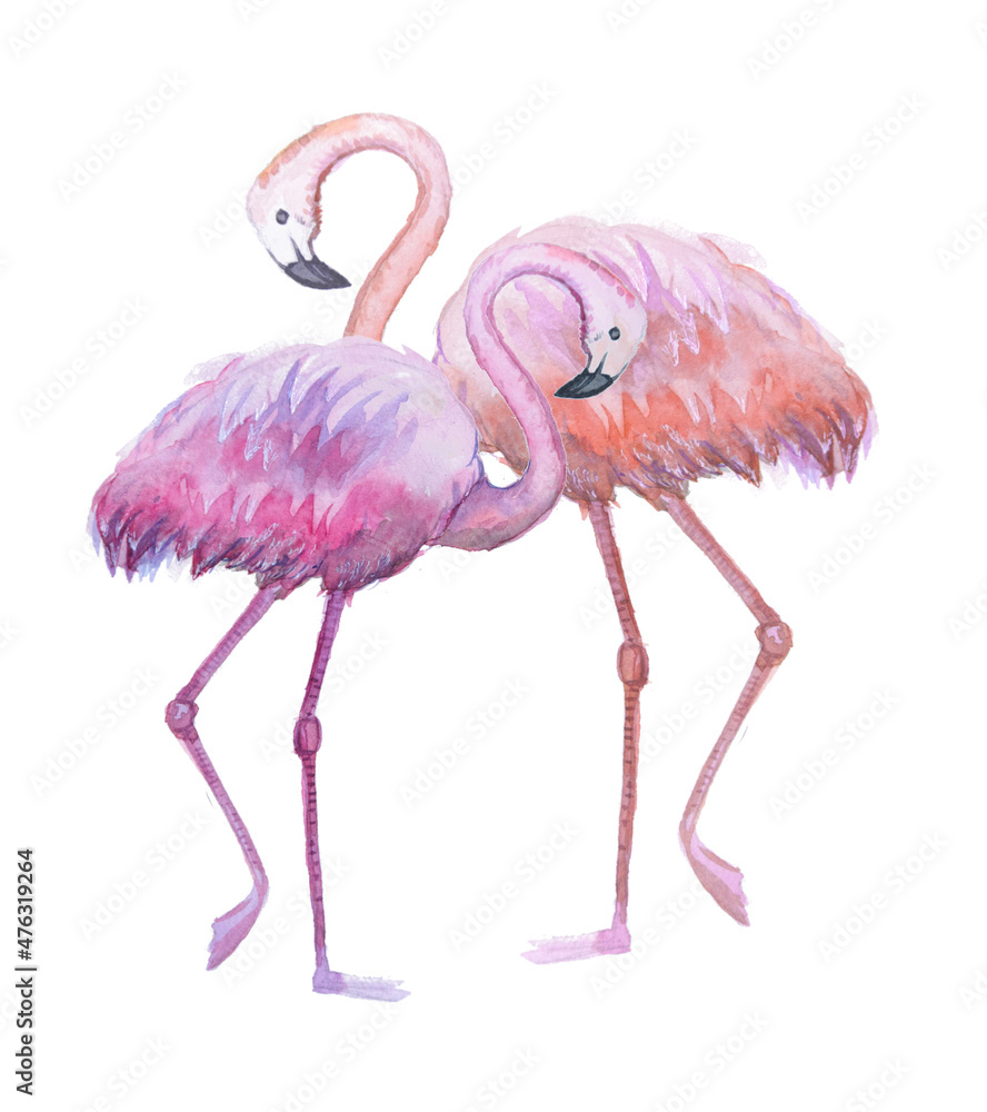 Obraz premium Two watercolored pink flamingos on a white background.