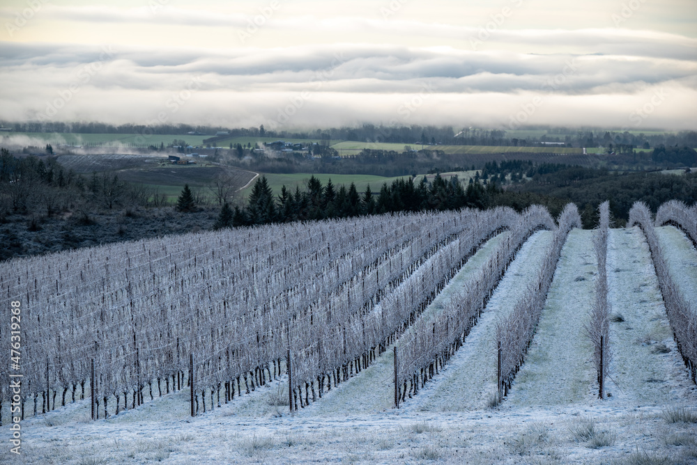 Fototapeta premium A snow covered hilltop vineyard in Oregon shows lines of vines rising over the hill and leading the eye to the horizon. 