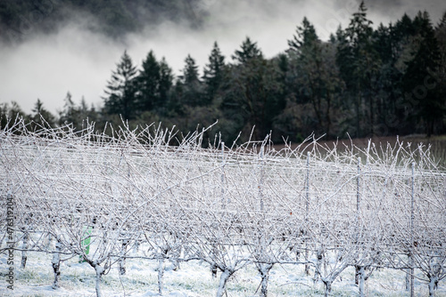 Winter snow coats an Oregon vineyard in winter, a close up of snow covered vines in the foreground, evergreen trees and fog in the background.