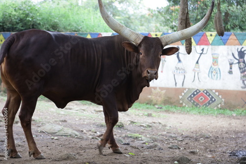 Ankole Watusi, the Big and Long Horned African Cow photo