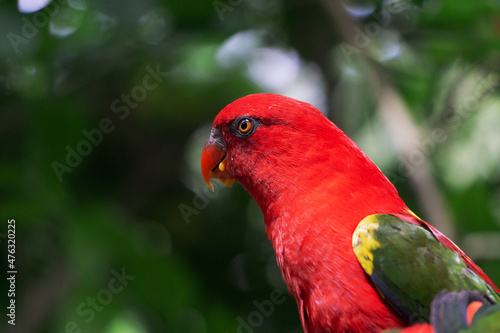 closeup of macaw bird