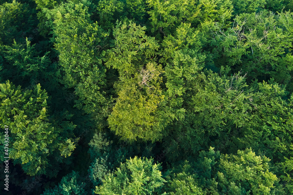 Top down flat aerial view of dark lush forest with green trees canopies in summer. Top down flat aerial view of dark lush forest with green trees canopies in summer.