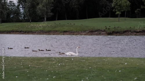 Wallpaper Mural Swans with ducks looking for food near the lake in summer on a cloudy day. Slow motion. Torontodigital.ca
