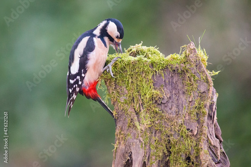 Female Great Spotted Woodpecker (Dendrocopos major) in a small wood in Slovenia photo