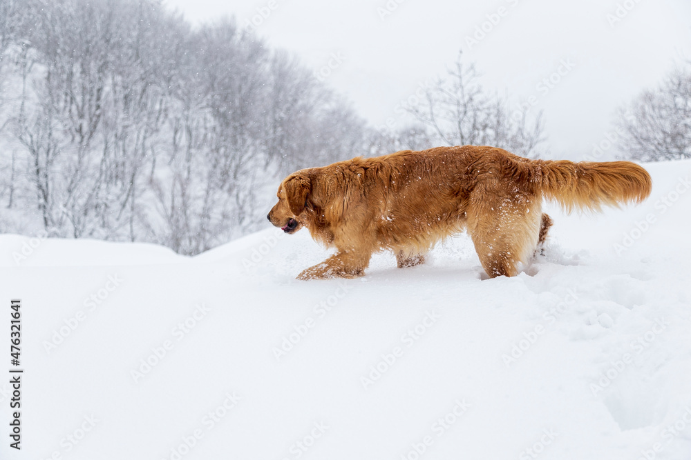 yellow cure dog palying on snow. Landscape with winter forest 
