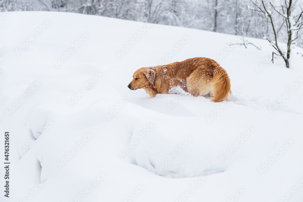 yellow cure dog palying on snow. Landscape with winter forest 