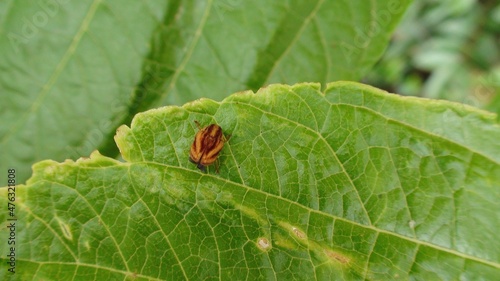 inseto besouro - coleoptera