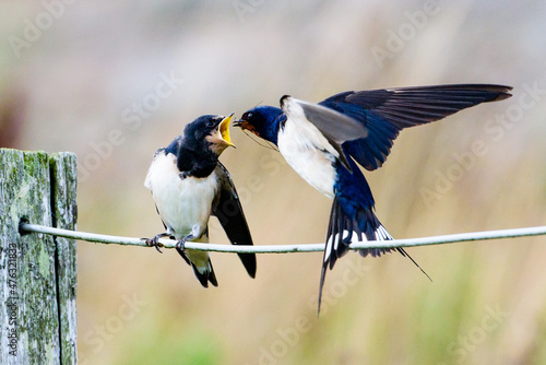 Leinwand Poster Swallow feeding its young fledgling