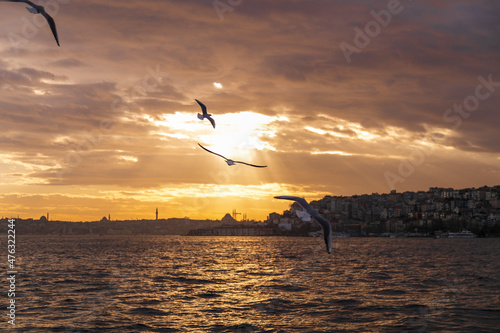 seagulls flying over the sea. beautiful natural sunset and clouds