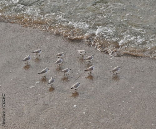 Meeresvögel am Meeressaum