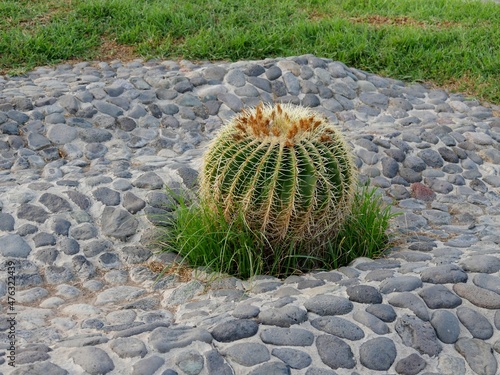 Kaktus im Steinbeet photo