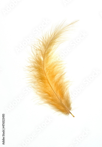 Yellow bird feather on white background