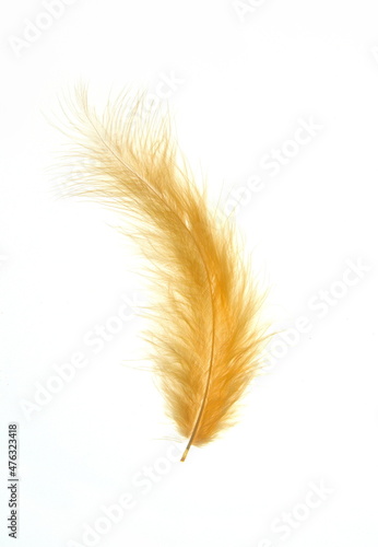 Yellow bird feather on white background