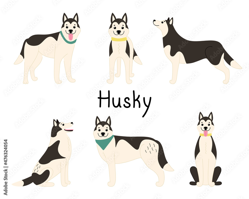 Set of playful dogs of Siberian Husky breed. Vector flat illustration