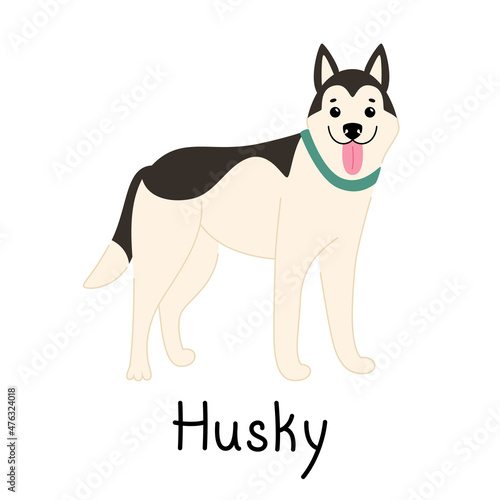 Cute smiling Siberian husky stands isolated on a white background with a signature. Vector flat illustration