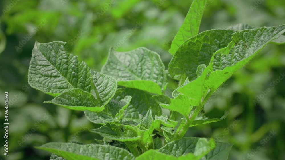 Close up Potato plants. Green potato bushes planted in rows on a farm field. Potato growing. Crop. Agriculture summer sunny day. Vegetables field. Close up Potato plants. Green potato bushes planted in rows on a farm field. Potato growing. Crop. Agriculture summer sunny day. Vegetables field.