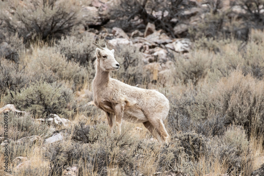 Fototapeta premium Rocky Mountain Bighorn Ewe