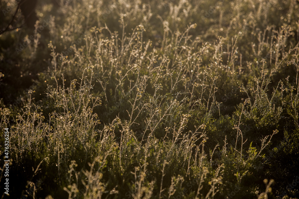 Winter sunrise over wild plants cropland Winter sunrise over wild plants cropland