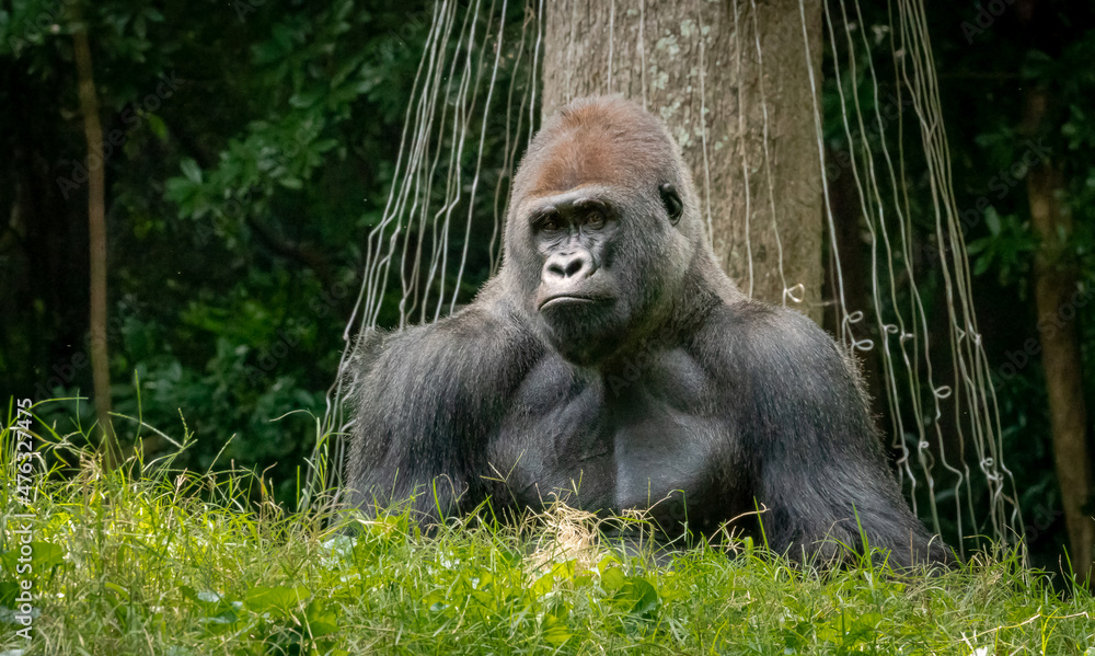 Western Lowland Gorilla sitting in the grass by a tree at the zoo in Georgia.