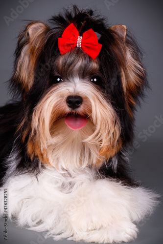 Biewer Yorkshire Terrier on colored backgrounds